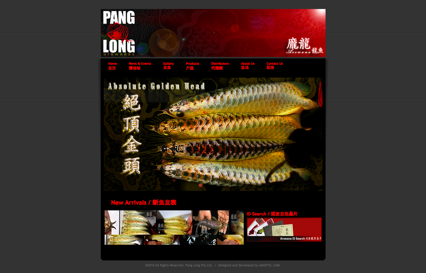 Pang Long Arowanas